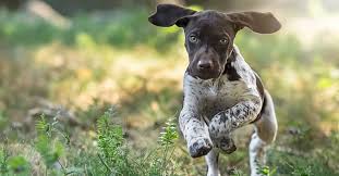 german shorthaired pointer s 2024