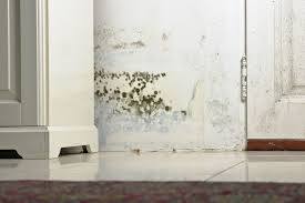 how to get rid of black mold removing