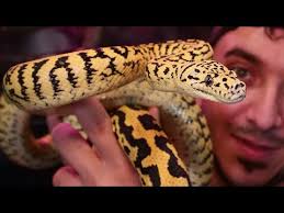carpet pythons reptile tutorial best