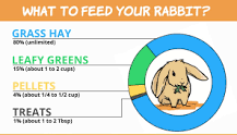can-you-overfeed-rabbits