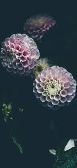 iPhone-wallpapers-flowers-pink-dahlia ...