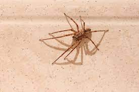 Squish Wolf Spiders In Your House
