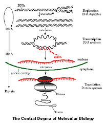 The Central Dogma Of Molecular Biology