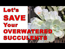 easy way to save overwatered succulents