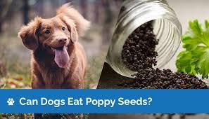 Can Dogs Eat Poppy Seeds Are Poppy