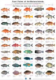 All Fish Name Name 15 Kinds Of Fish 2017 Fish Tank