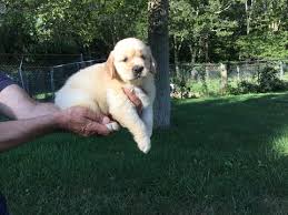 I am a member in good standings with the american kennel club and a current member and past board member of yankee golden retriever club and past member of the framingham district kennel club and. Golden Retriever Puppies Ma Golden Retrievers For Sale In Massachusetts