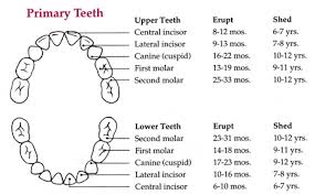 Pediatric Dentistry Faq Pediatric Dentist Webster Ny Teeth