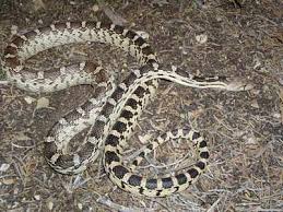 The gopher snake is british columbia's largest snake. Gopher Snake Presidio Of San Francisco U S National Park Service