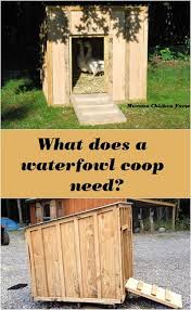 What Does A Goose Coop Need Duck Coop