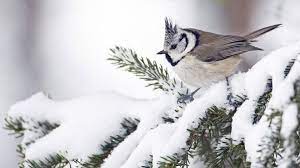 Winterbilder · pexels · kostenlose stock fotos : Vogel Im Schnee Google Suche Hintergrundbilder Winter Hintergrund Vogel Ausgestopftes Tier