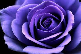 purple rose closeup macro photo