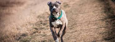 Female blue nose blue and white american pit bull terrier dog mixed breed dog with pink collar. 20 Little Known And Surprising Blue Nose Pitbull Facts