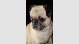 Dog pug black and white. Get Pug Dog Wallpapers Microsoft Store