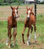 can-arabians-have-twins