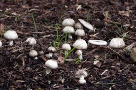 how to get rid of mushrooms in lawn a