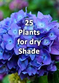 25 garden plants for dry shady