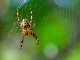 the most venomous spiders in the uk