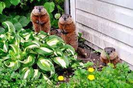 protect your garden from groundhogs