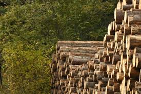 wood as a home building material