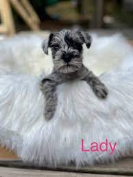 ckc miniature schnauzer puppies for