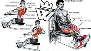 back and legs muscles workout exercises