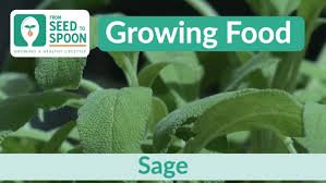 Sage How To Grow And When To Plant In