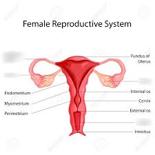 An anatomically female's internal reproductive organs are the vagina, uterus, fallopian tubes, cervix, and ovary. Female Reproductive System Diagram Quizlet