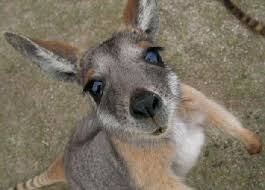 Funny Animal: Cute kangaroo pictures