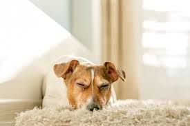 can carpet cleaning get rid of fleas