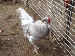 Everything You Need to Know About The Excellent Breed of Arcona Chicken or Araucana in 2021