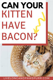 Not only does it make it taste sweeter, but we also know it has. Can You Feed Cats Bacon Live Long And Pawspurr
