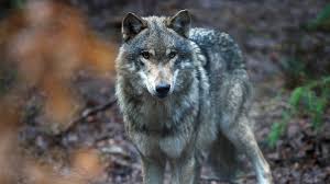Wolves don't terrorize towns, or kidnap innocents, or brutalize women! Wolves Return To Netherlands After 140 Years Bbc News