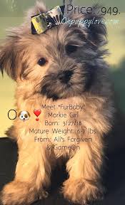 Www Ohpuppylove Com Dog Breeds Morkie Shorkie Maltipoo