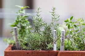 How To Grow Herbs