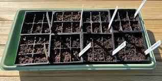 seed starting essentials seed trays