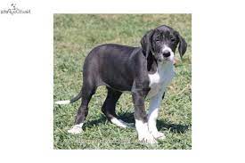 We have 2 handsome pure bred great dane puppies for that is still looking for good homes. Great Dane Puppies For Sale Iowa Petsidi