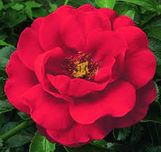scarlet flower carpet rose