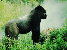 Eastern Lowland Gorilla Species Wwf