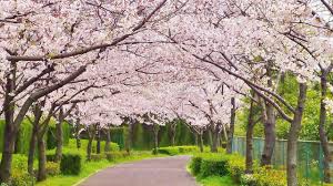 The first or earliest period. All About The Weather And Spring Temperature In Japan Wattention Com