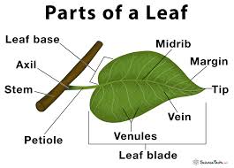 parts of a leaf their structure and