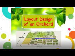 Layout Design Of An Orchard You