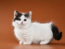 munchkin cat breed size appearance