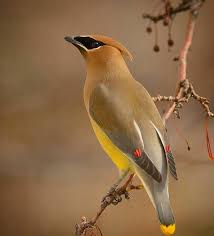 Cedar Waxwing Bird Bird Pictures