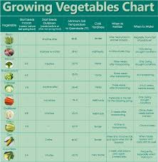 Vegetable Growing Chart Successful Veggies