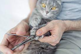 cut cat nails with human clippers