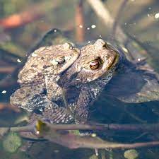 are toads in gardens good or bad