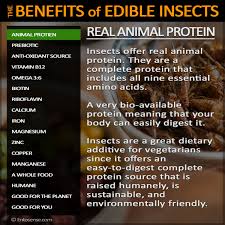 edible insect nutrition information