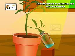 Carbon Dioxide Is Essential For