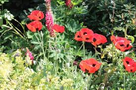 If you would like a new crop of poppy seeds, cut off the bulbous seed pods once they stand vertical and feel. Ask An Expert Compost Soil Now For Plentiful Poppies In Spring Oregonlive Com